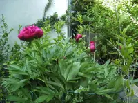 BILD1425.webp