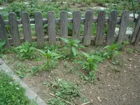 DSC02531.webp