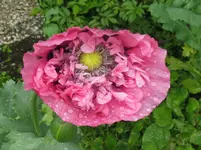 IMG_9994_1067x800.webp