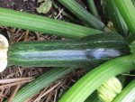 komische Zucchini1.JPG