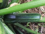 komische Zucchini2.JPG