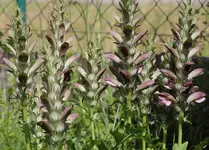 Acanthus mollis.webp