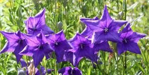 Rhapsody in blue.webp
