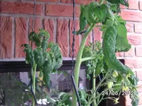 BILD0974.webp
