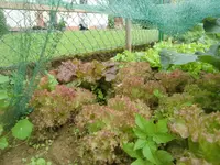 CIMG2933.webp