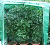 Tomatenhaus1.webp