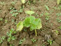 CIMG2939.webp