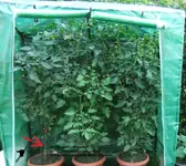 Tomatenhaus1.webp