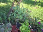 Juni 2012 Gartenbilder 182.jpg