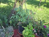 Juni 2012 Gartenbilder 182.webp