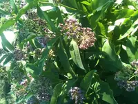 k-Juni 2012 Gartenbilder 120.webp