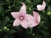 Bild 1481.webp