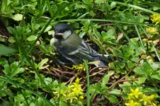 2012_0623Sommer0063.webp