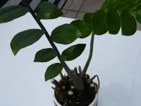 K800_DSCF1083.webp