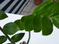 K800_DSCF1084.webp