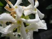 Unbekannte Dufti Blüte.webp