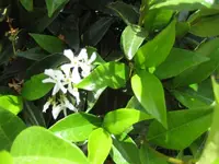 Unbekannte Dufti mit Blatt.webp