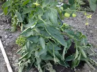 23062012266.webp