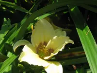 IMG_sil.uri winnieford_800x600.webp
