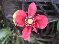 IMG_0094_1067x800.webp