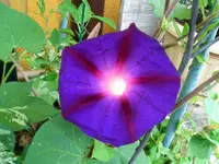 Prunkwinde.webp