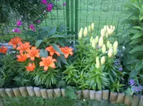 Ende Juni 2012 008.webp