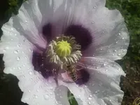 Ende Juni 2012 025.webp