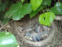 vogelkinder.webp