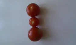 2606_Maskotka_MexHonig_Frühtomate.webp