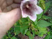26062012644.webp