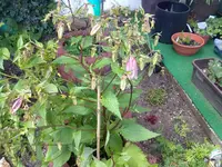 gepunktete glockenlume.webp