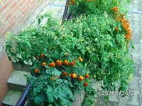 BILD0980.webp