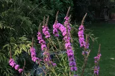 Blutweiderich 120626.webp