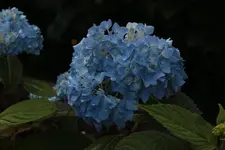 Hortensie 120626.webp