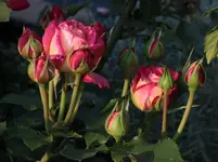 Midsummer 120626.webp