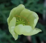 Mohn Pacino.webp