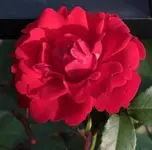 Shalom 120626.webp