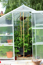 Dschungeltomaten_smaller.webp