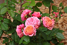 Mary_Ann blüht fantastisch_smaller.webp
