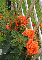 Orange Dawn blüht_smaller.webp