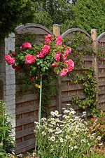 Rosarium Uetersen an weißer Margerite und Clemis_smaller.webp