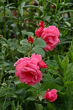 pinke Beetrose_smaller.webp