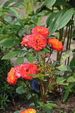gefülltes Teeröschen_smaller.webp