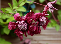 Elena Purpurea_smaller.webp
