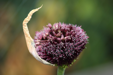 Allium Forelock blüht_smaller.webp