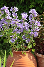 blau_gesprenkelte Staudenmalve_smaller.webp