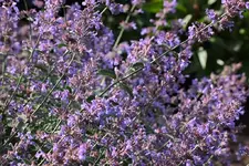 blaue Katzenminze_smaller.webp