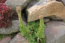 blühende Wurz1_smaller.webp