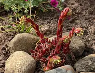 blühende Wurz3_smaller.webp