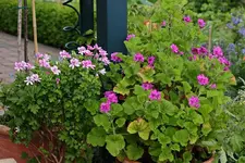 Citrusgeranie und die pinke Kornblumgeranie_smaller.webp
